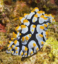 This Phyllidia exquisita was indeed exquisite. by Jim Chambers 
